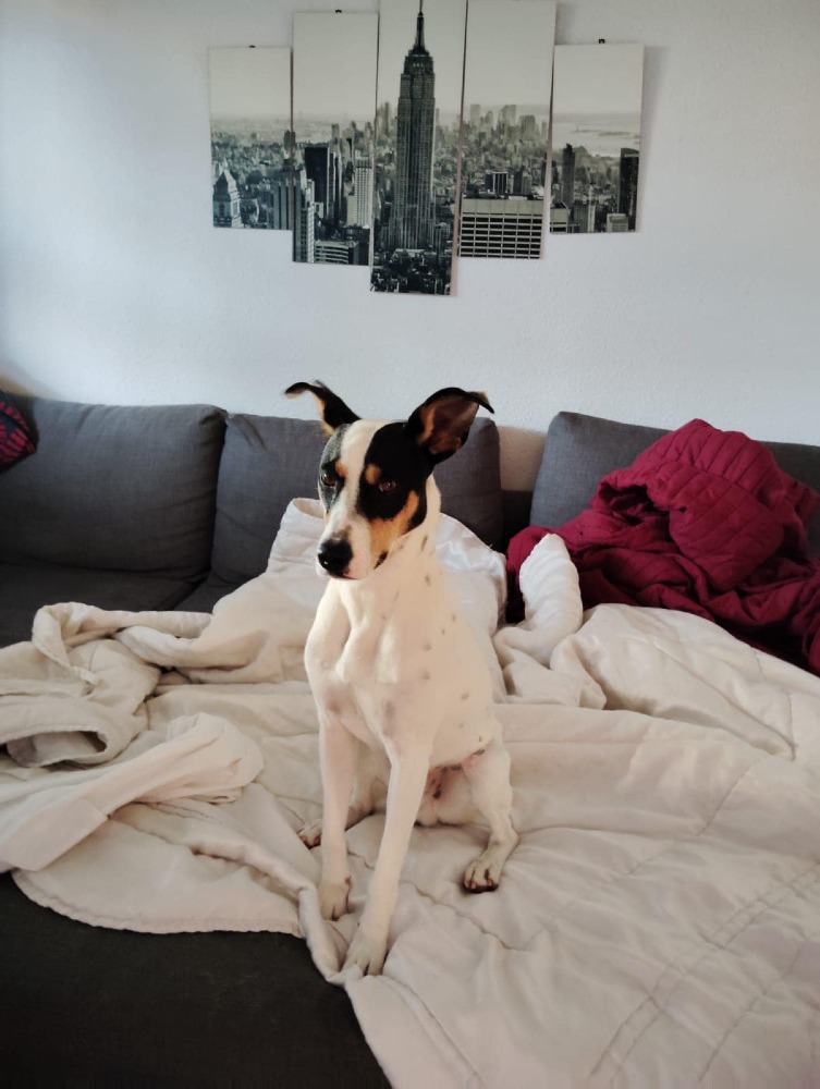 Duke AC