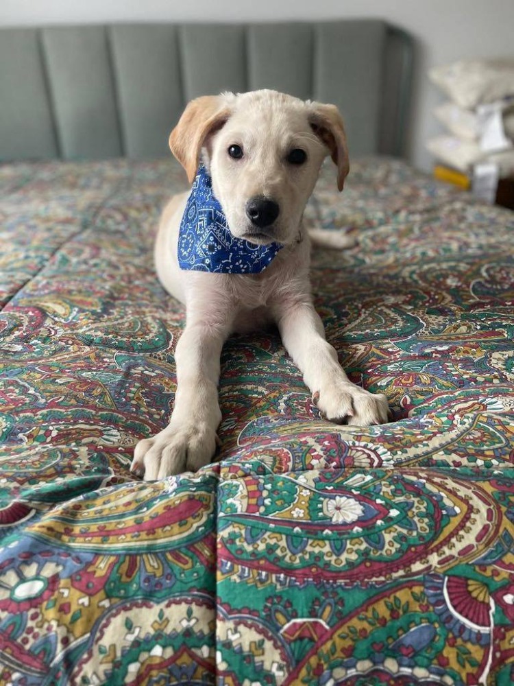 Pedro