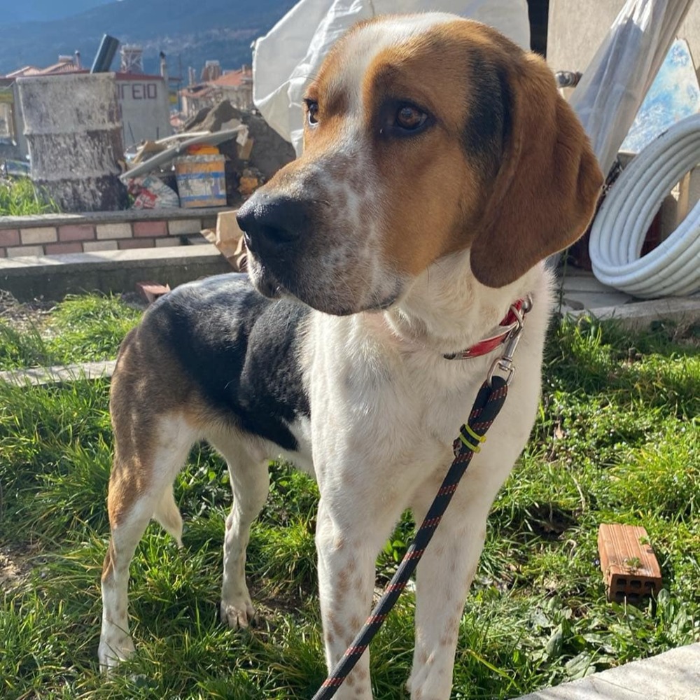 Oscar