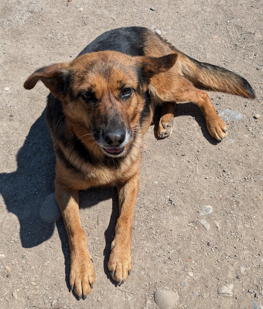 Sonja
