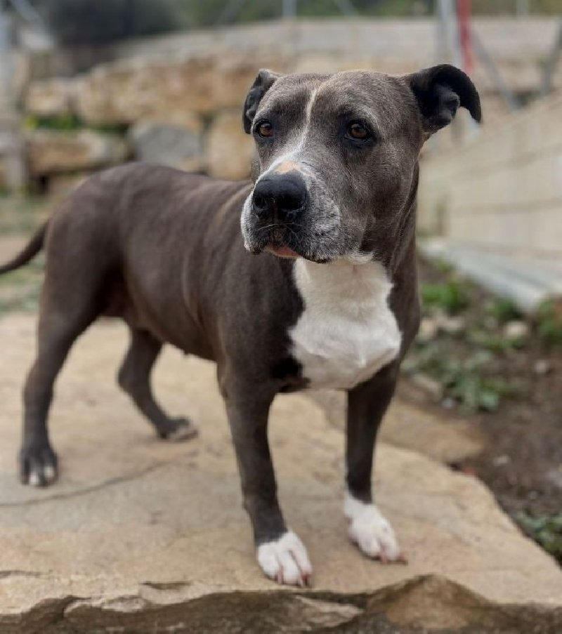 Bella