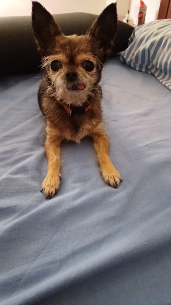 Palomita DC senior