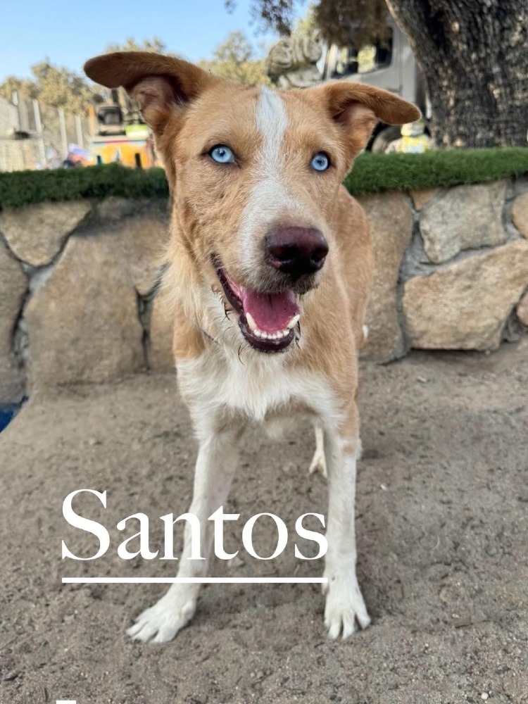 Santos