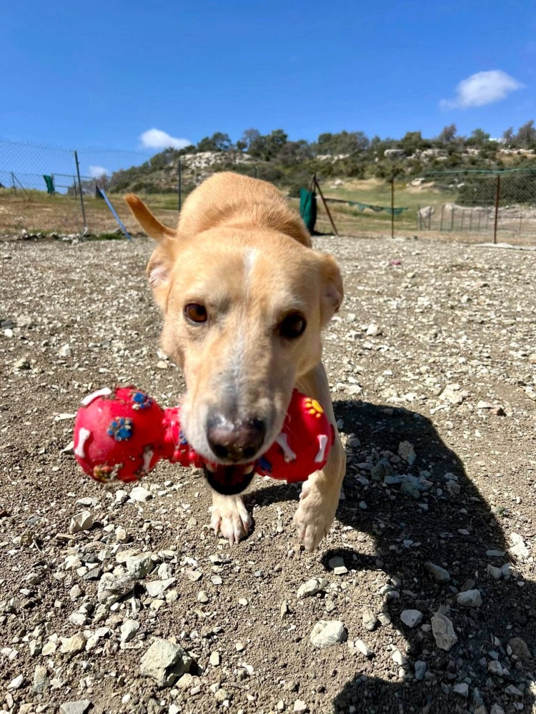 COOPER *kattest mogelijk!