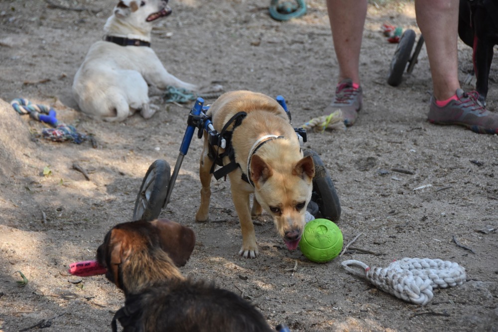Canelo BR gehandicapt
