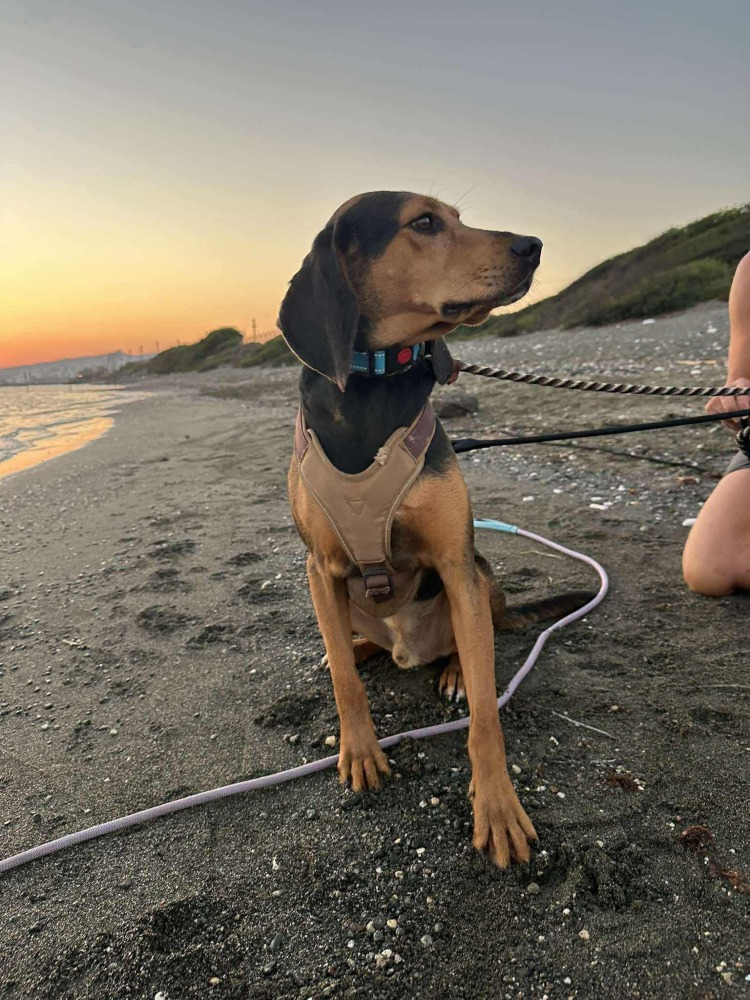 CHICAGO*katvriendelijk!