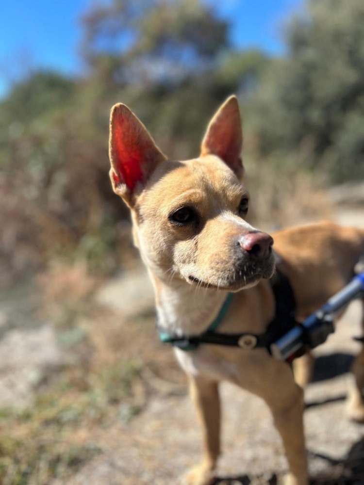 Canelo BR gehandicapt