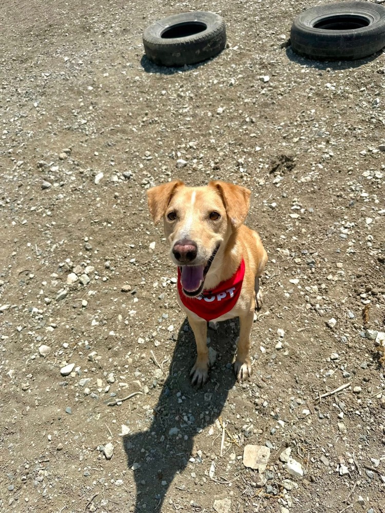 COOPER *kattest mogelijk!