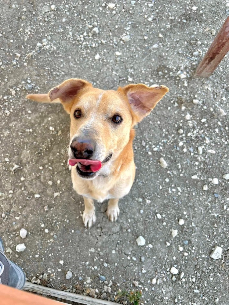 COOPER *kattest mogelijk!