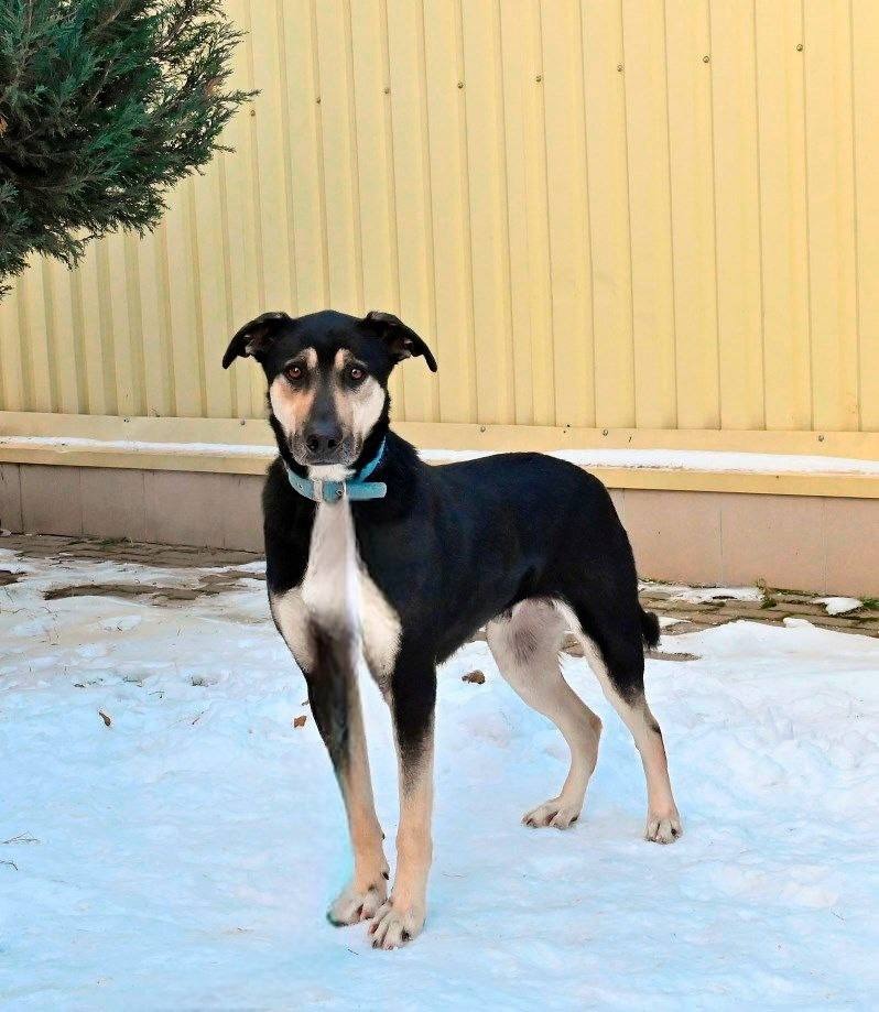 Snoopy knap en vrolijk!