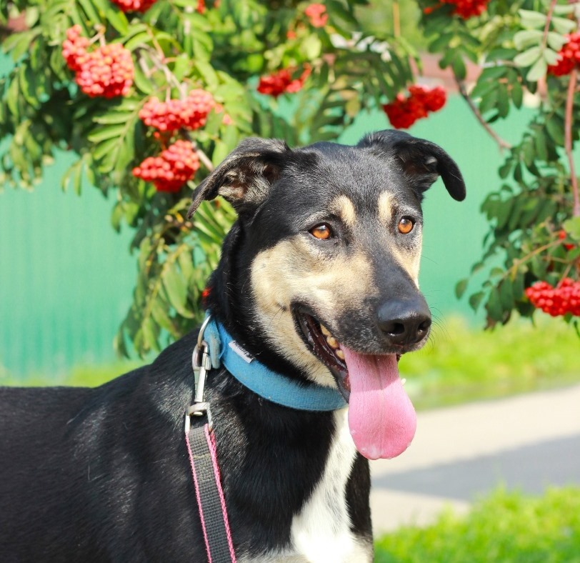 Snoopy knap en vrolijk!