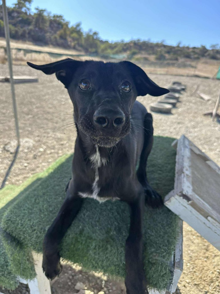 BRONX*kattest mogelijk!