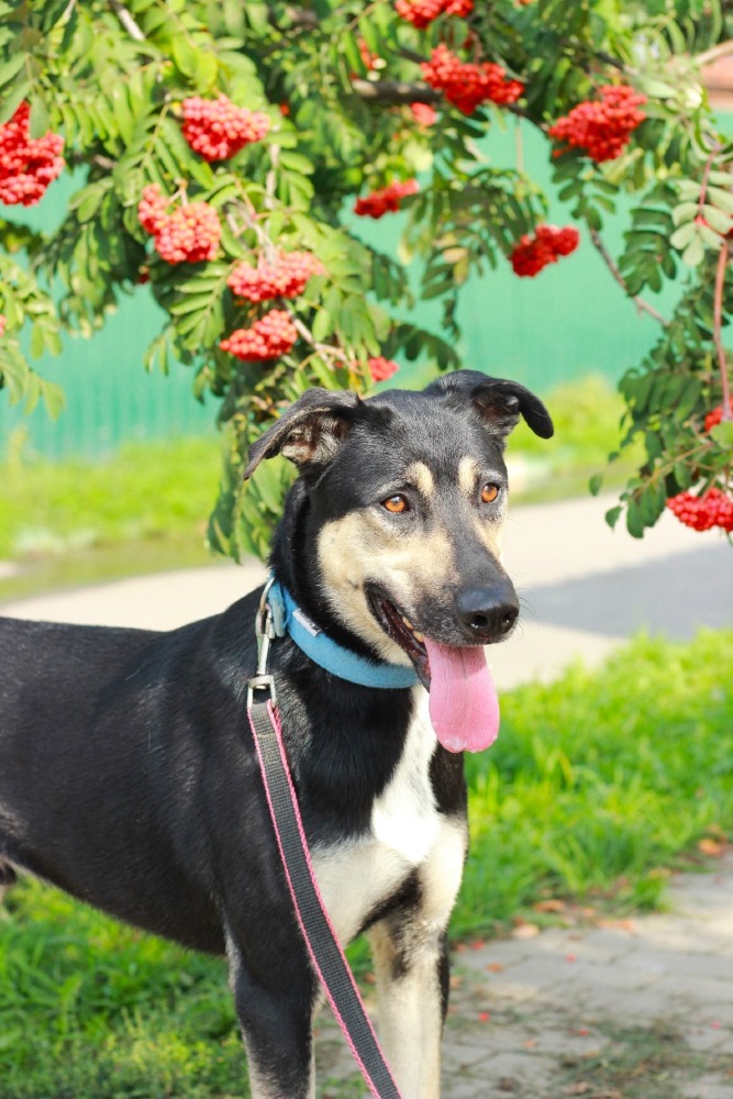 Snoopy knap en vrolijk!