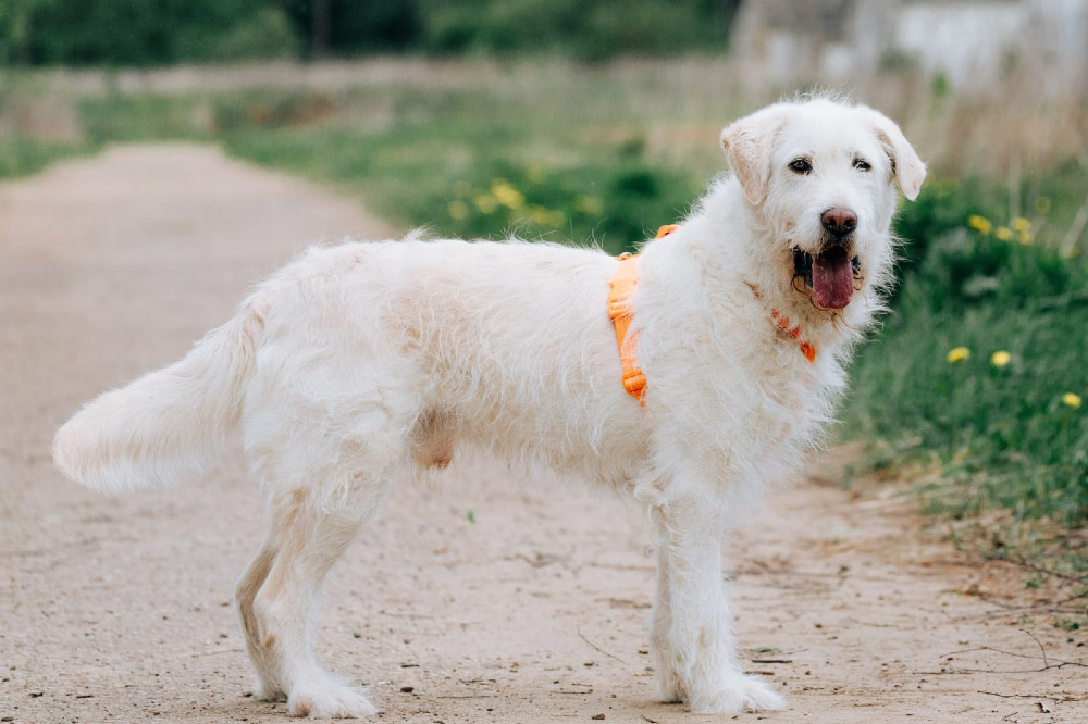 Rossi – de witte beer