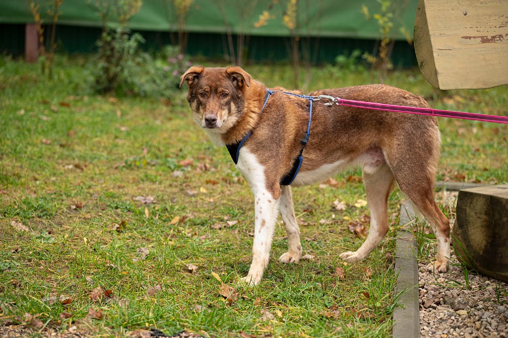 Shaffran – hart van goud