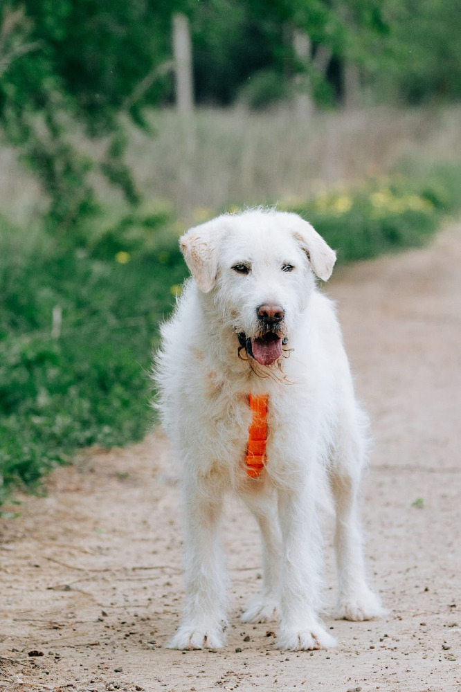 Rossi – de witte beer