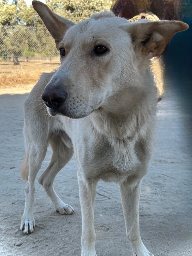 Vento DC, Can de Palleiro