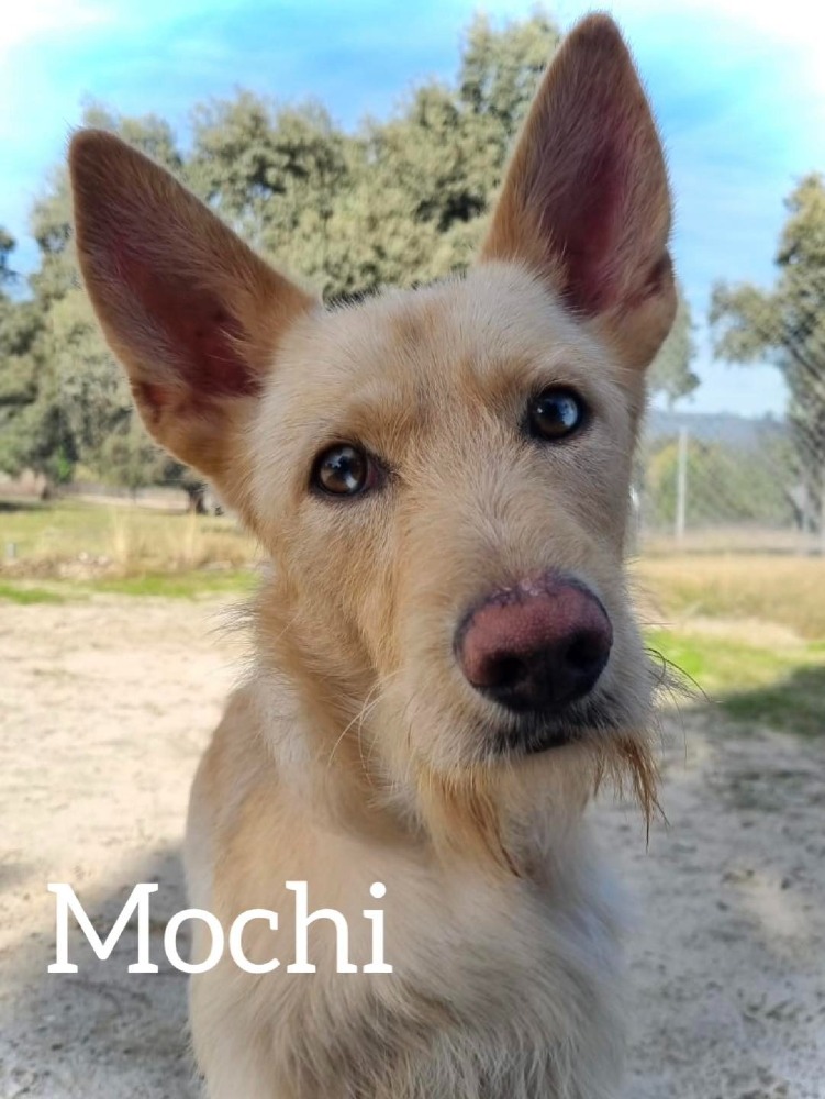 Mochi