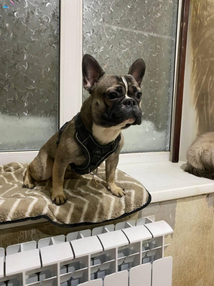 Sparky zoekt zijn gezin!