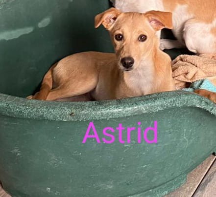 Astrid