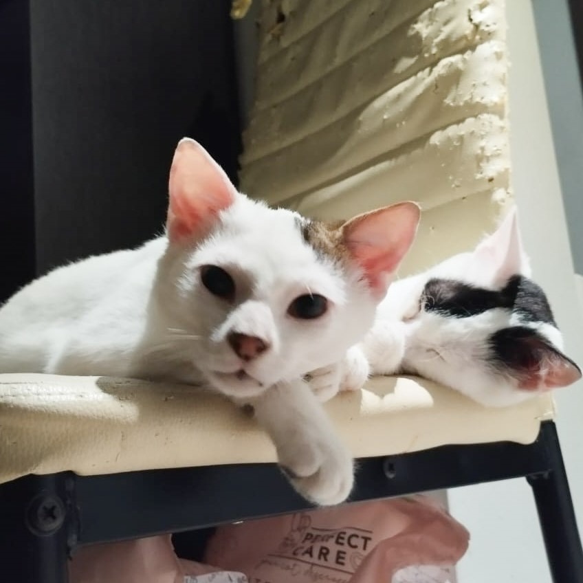 Whisker & Jill