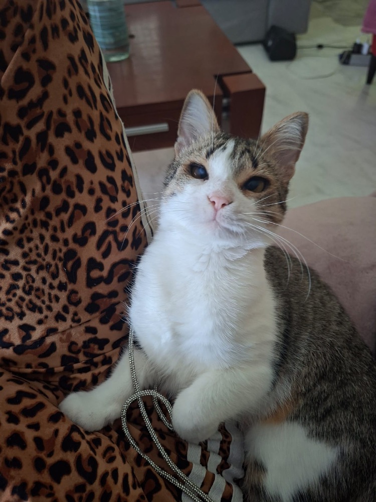 Fistiki
