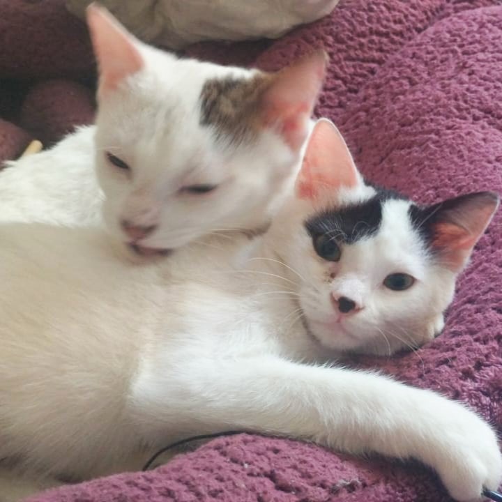 Whisker & Jill