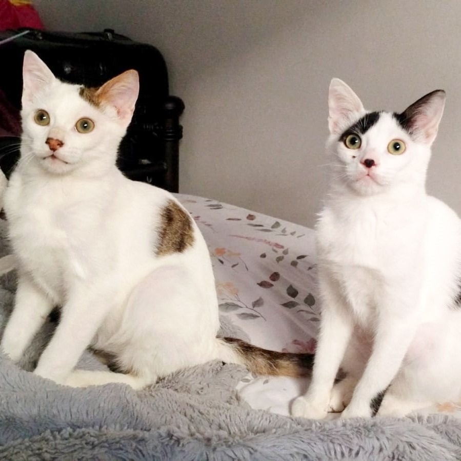 Whisker & Jill