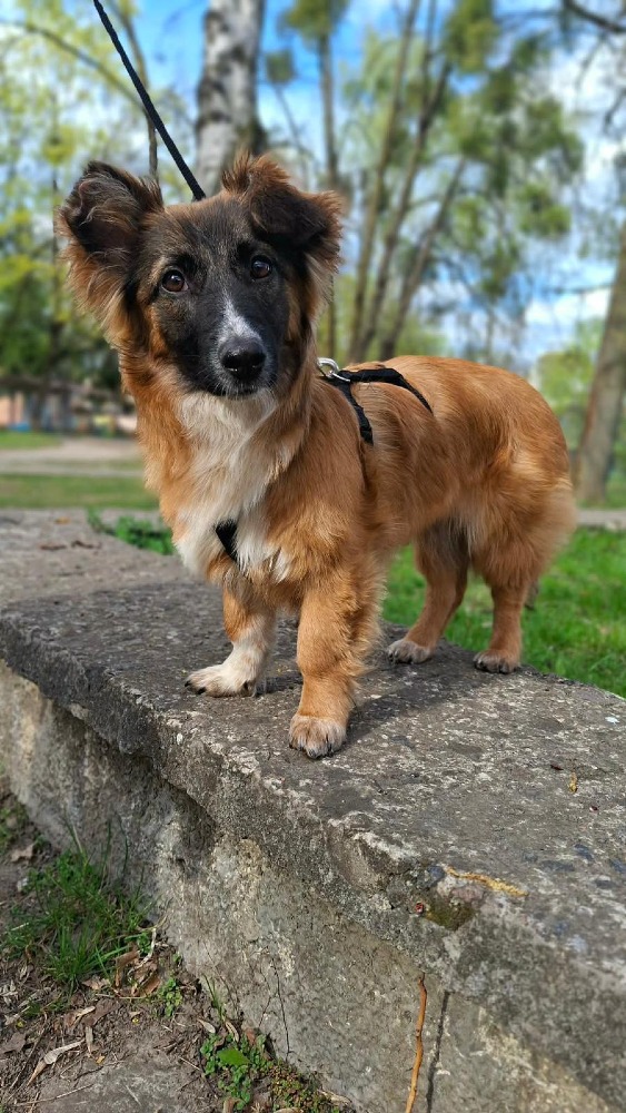 ♡Voloshka♡