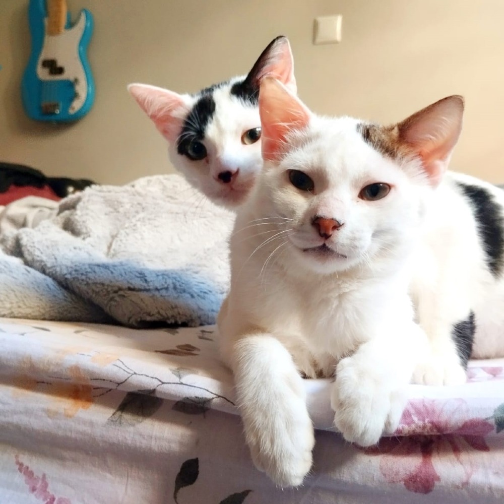 Whisker & Jill