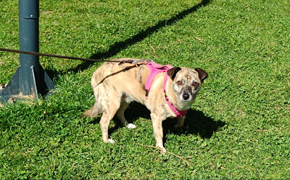 Puba