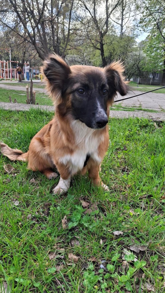 ♡Voloshka♡