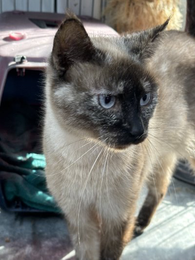 Pippa
