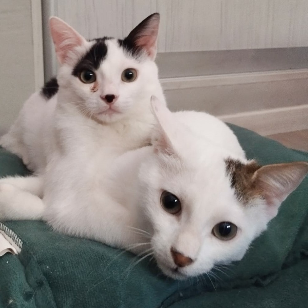 Whisker & Jill