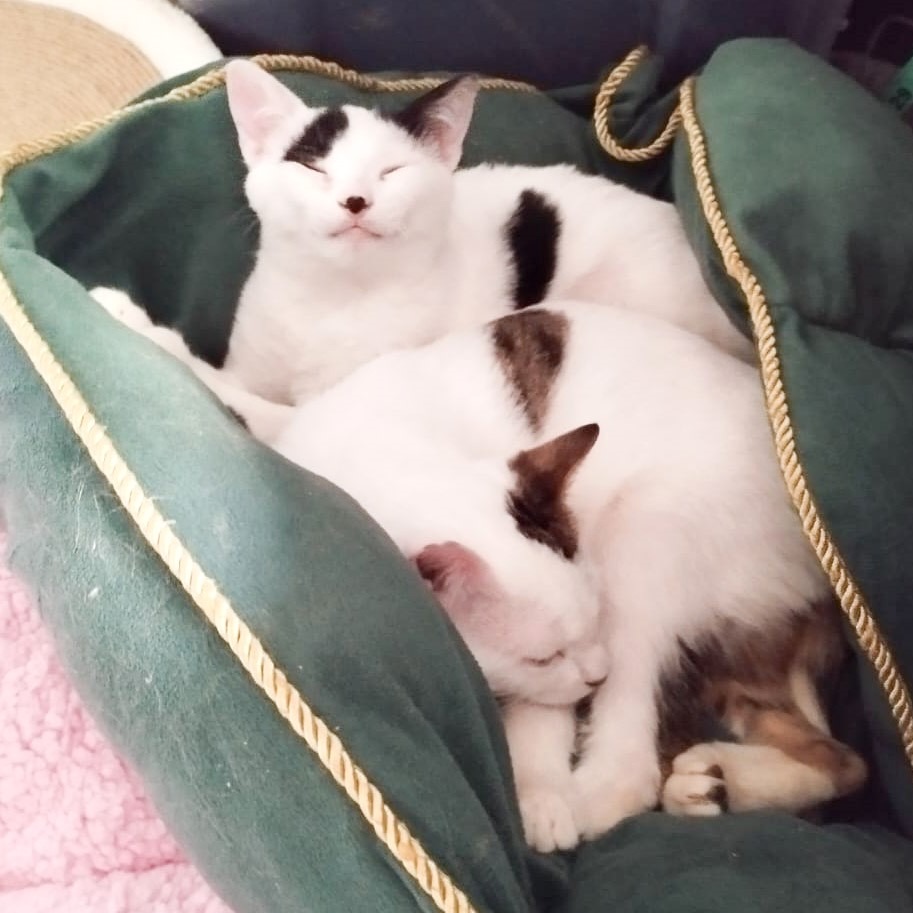 Whisker & Jill