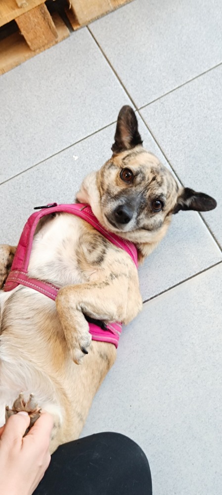 Puba