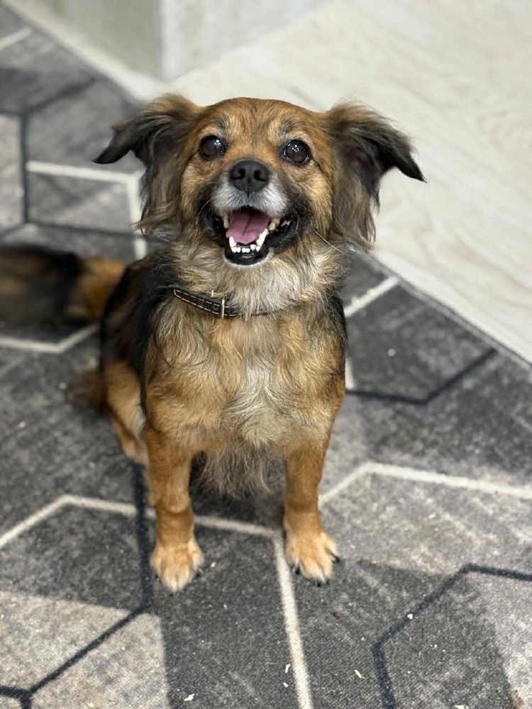 Matée 🐶