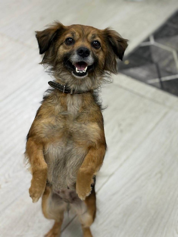 Matée 🐶