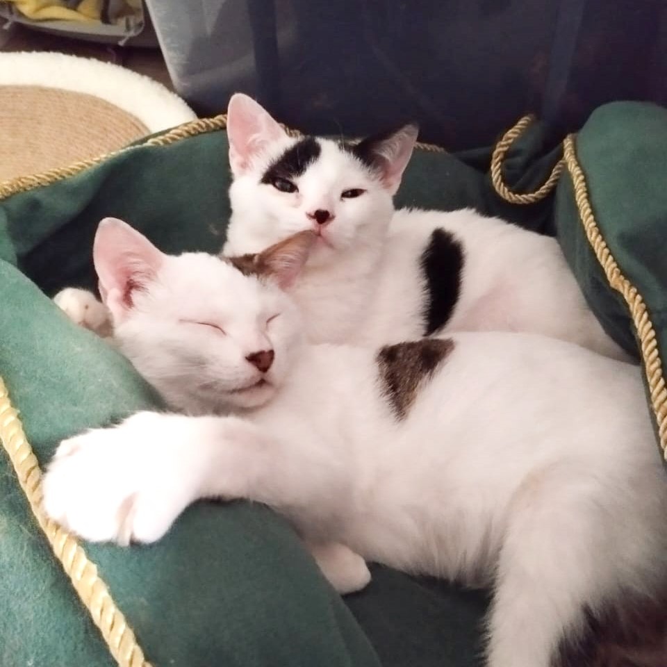 Whisker & Jill