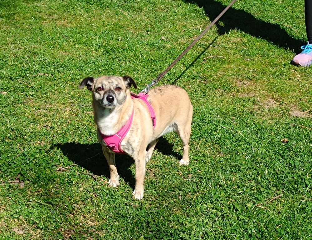 Puba