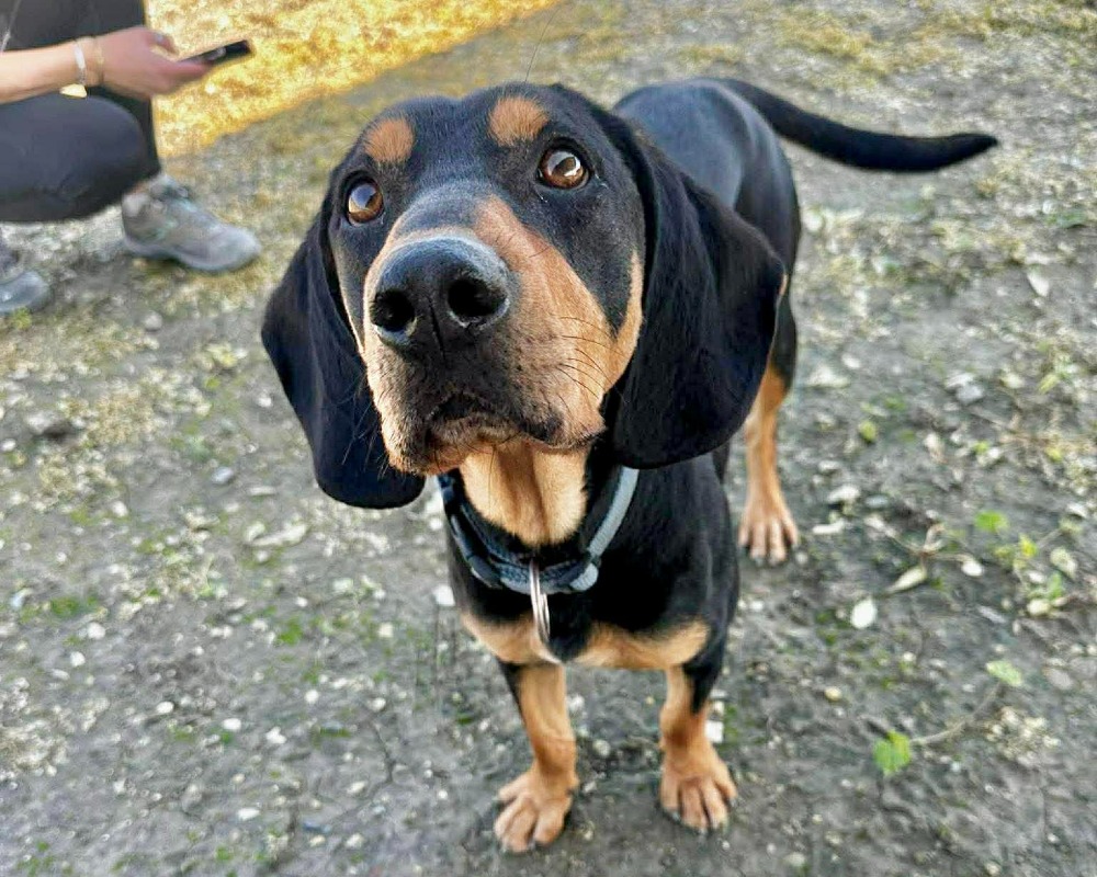 SCOTCH*kattest mogelijk!