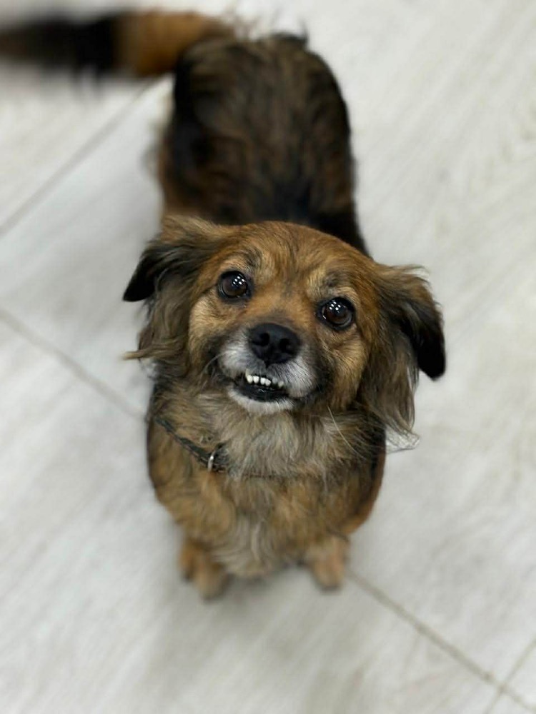 Matée 🐶