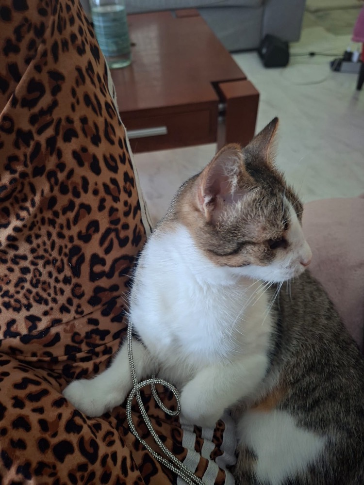Fistiki