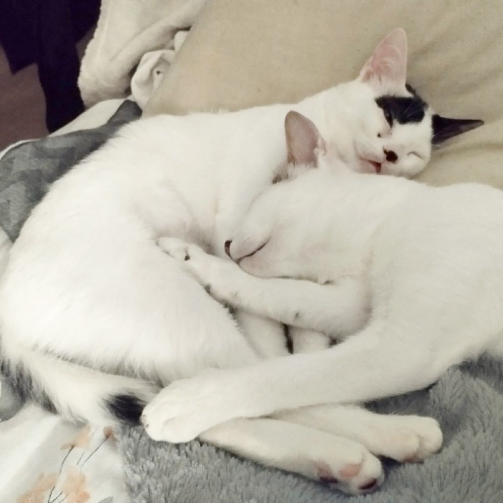 Whisker & Jill