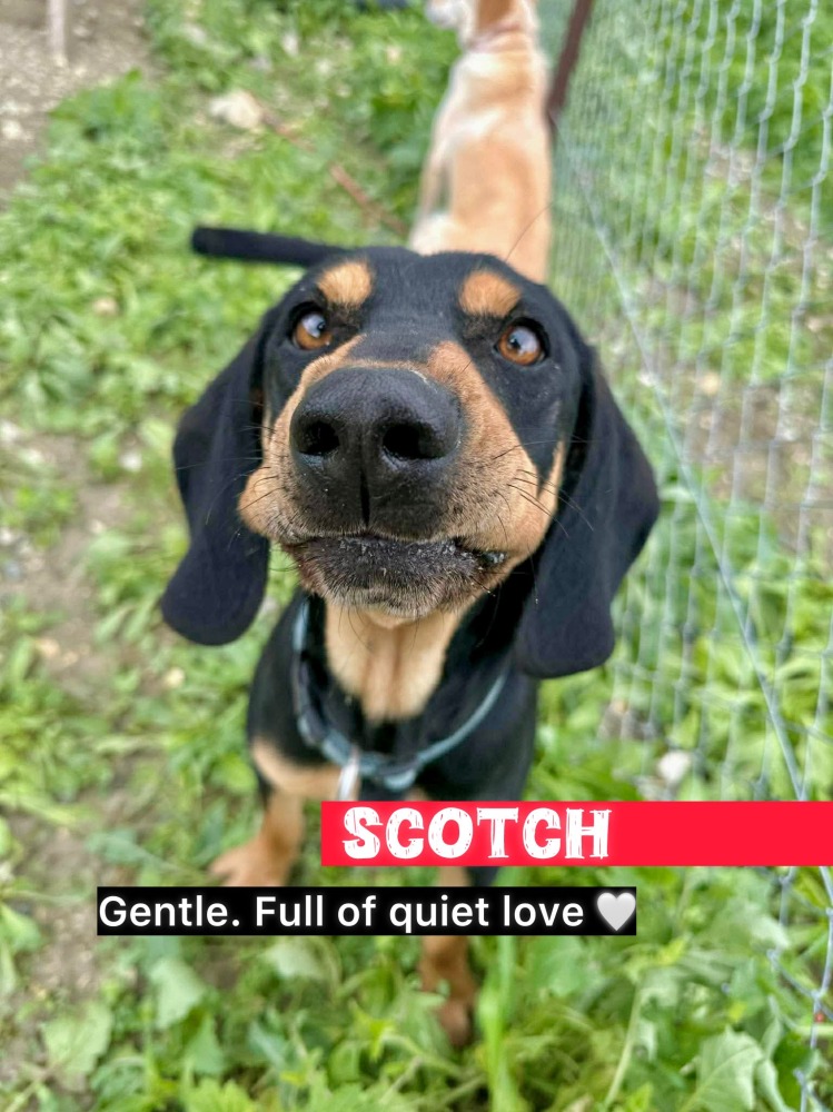 SCOTCH*kattest mogelijk!