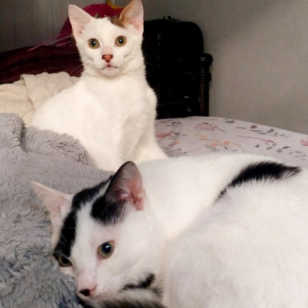 Whisker & Jill