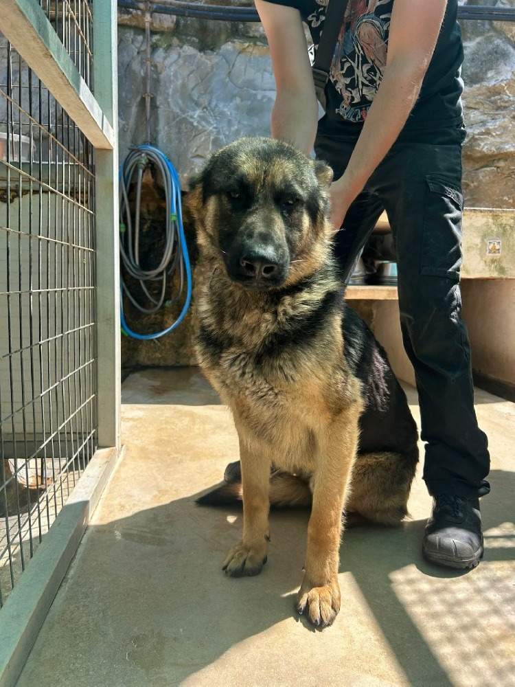 Leo