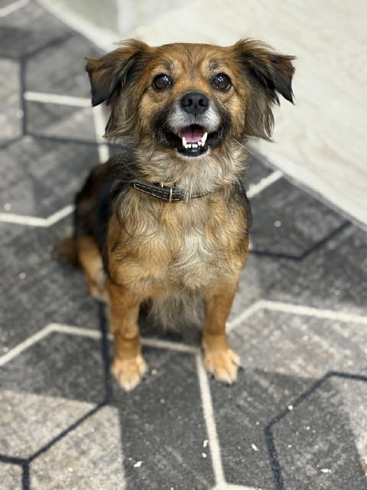 Matée 🐶