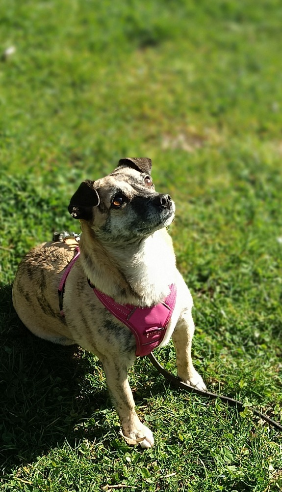 Puba