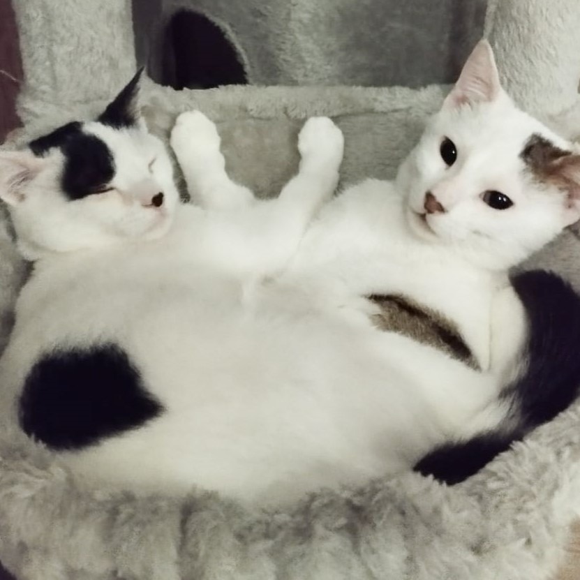 Whisker & Jill